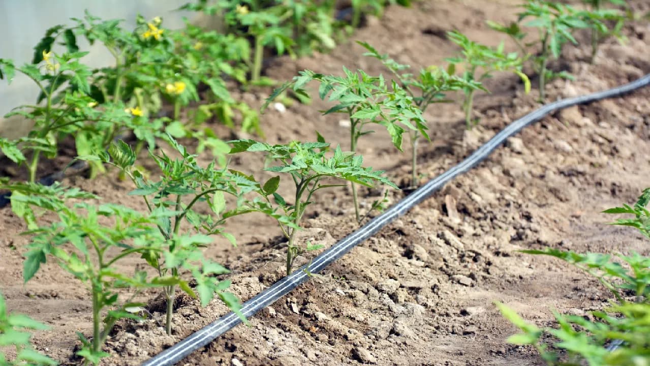 Flat Drip Tape | Agriculture Irrigation System - 2