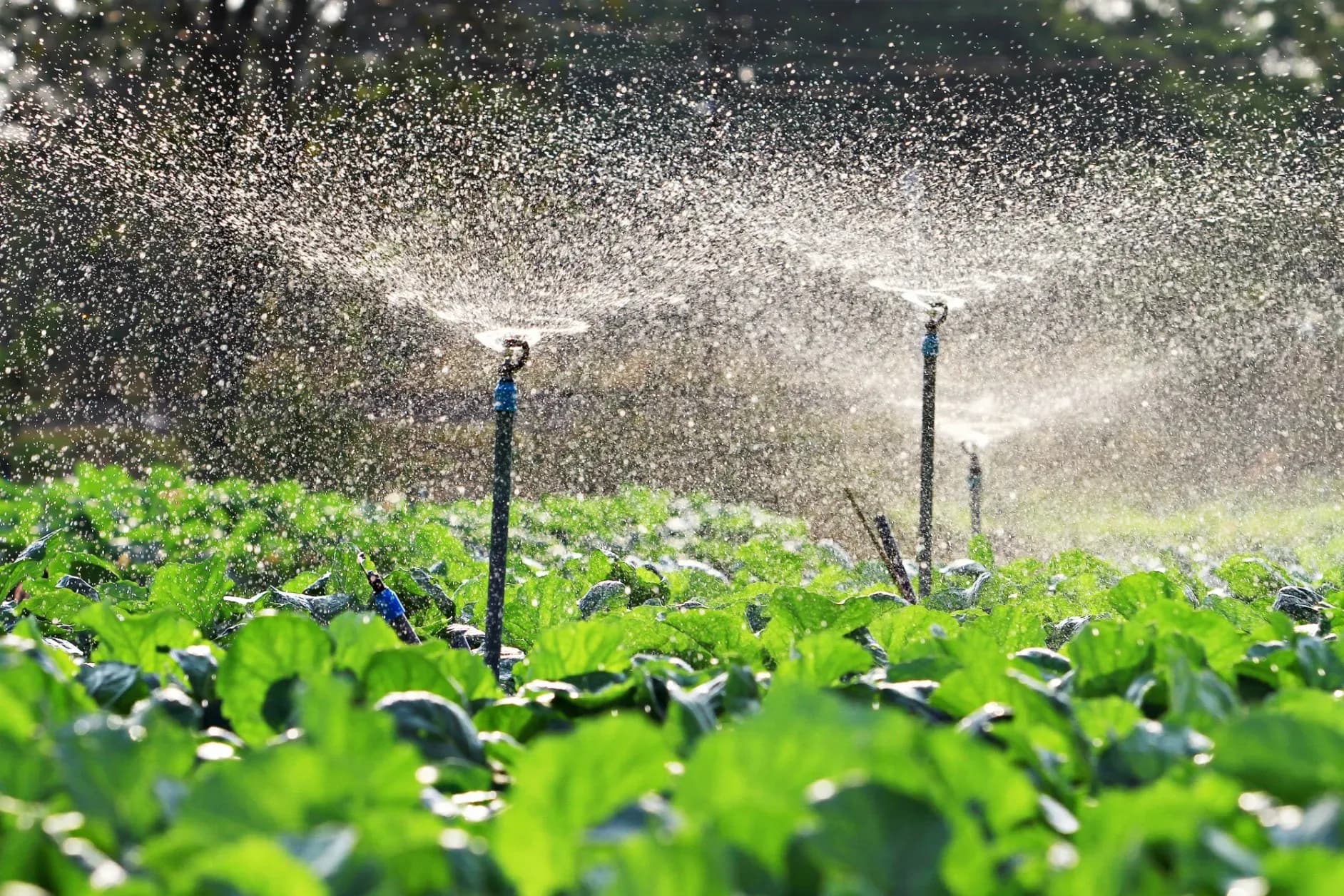 5 Sprinkler System Components That Improve Irrigation Efficiency