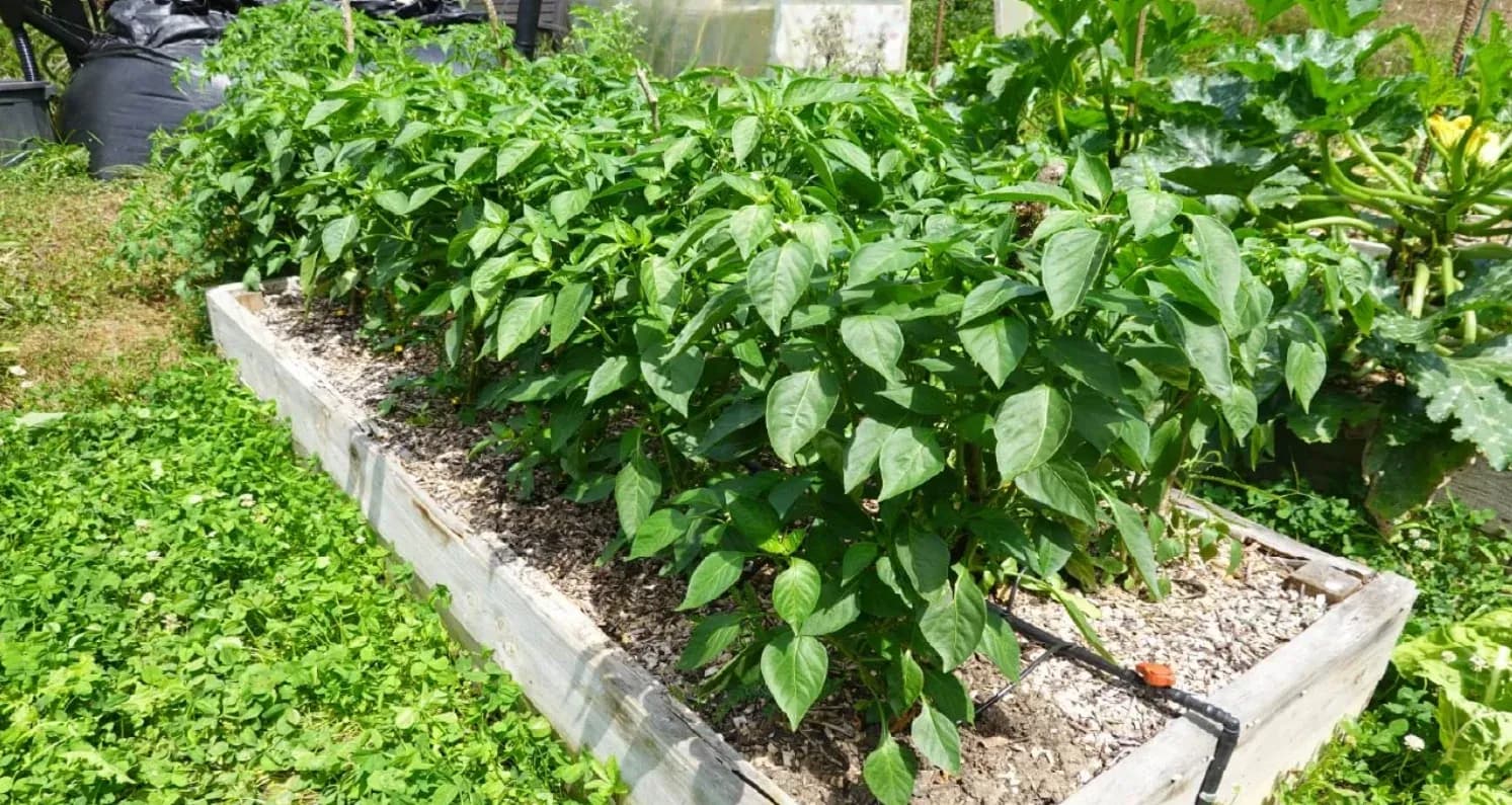 Beginner's Guide to Drip Irrigation Installation