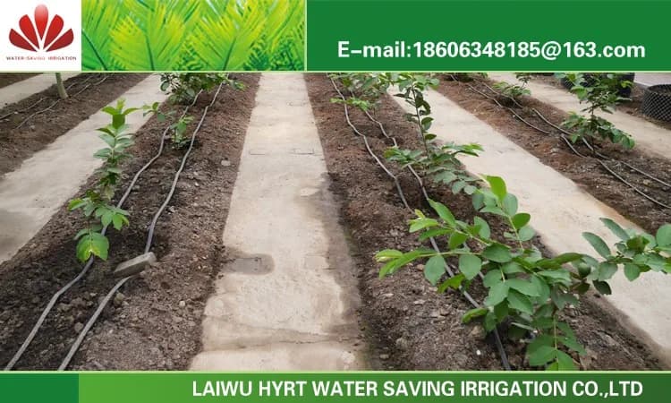 IRRINEX Tropfbewässerung in Israel zu wettbewerbsfähigem Preis mit Planungsservice