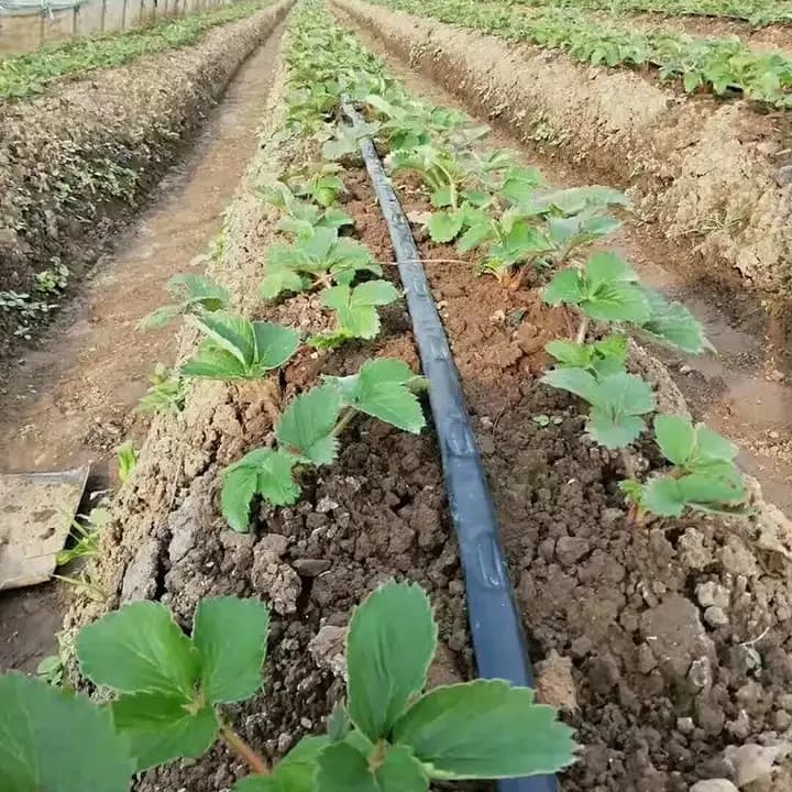 Fita/tubo/mangueira gotejadora de 16mm de grande procura do fabricante para irrigação agrícola por gotejamento e sistemas de irrigação rural