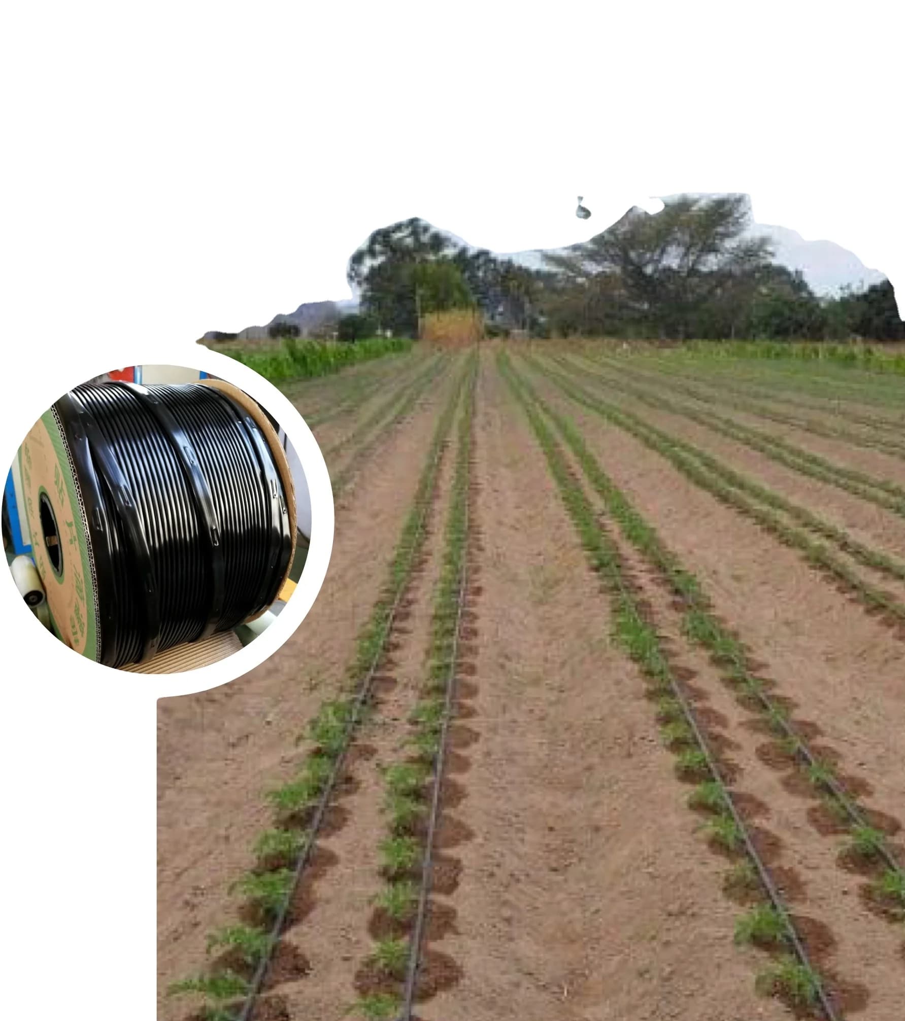Landwirtschaftliches Tropfbewässerungsband aus China zum besten Preis, ODM & OEM 20mm 16mm flaches Tropfband