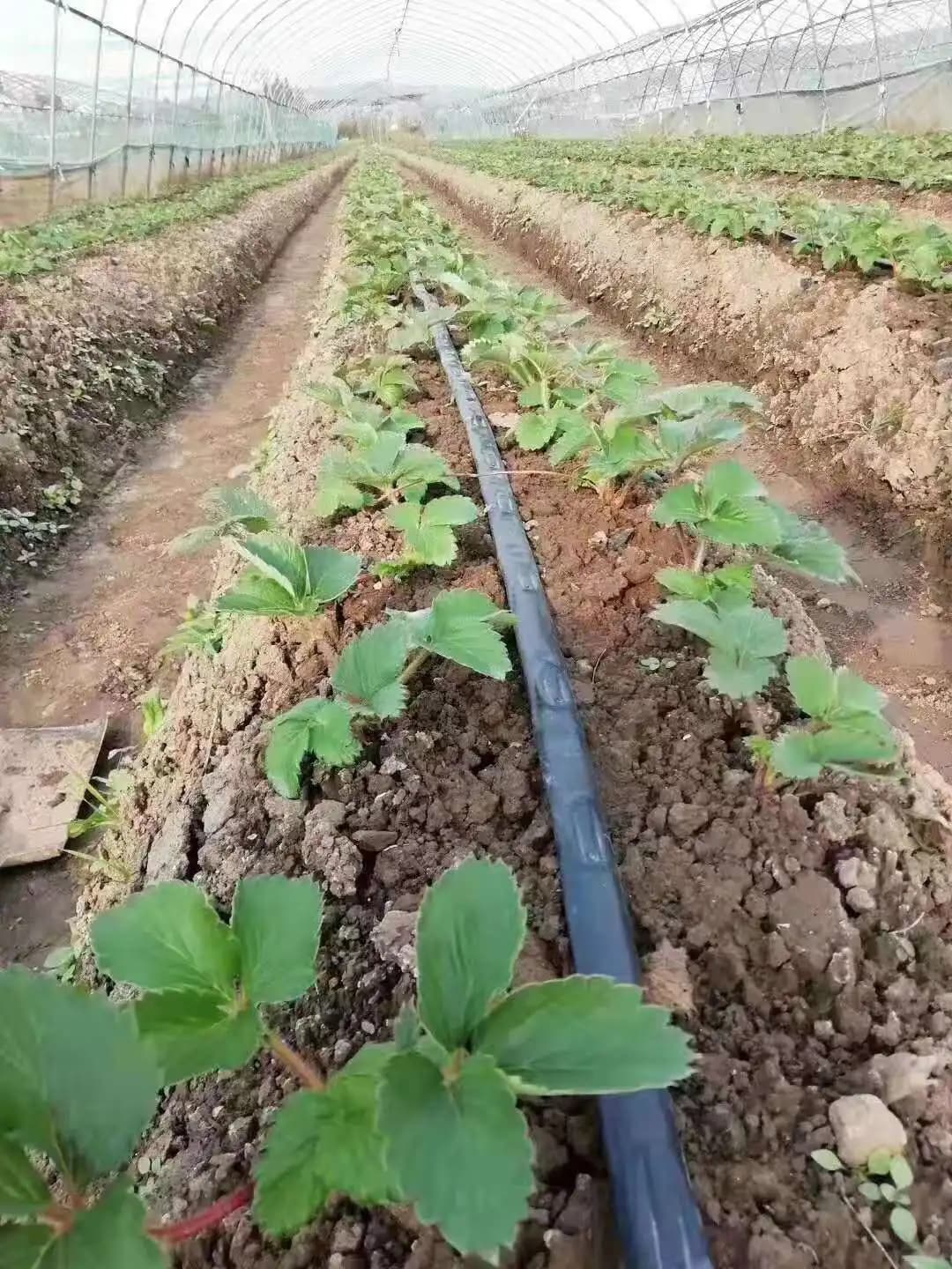 Ruban goutte-à-goutte avec goutteur plat pour système d’irrigation goutte-à-goutte de jardin