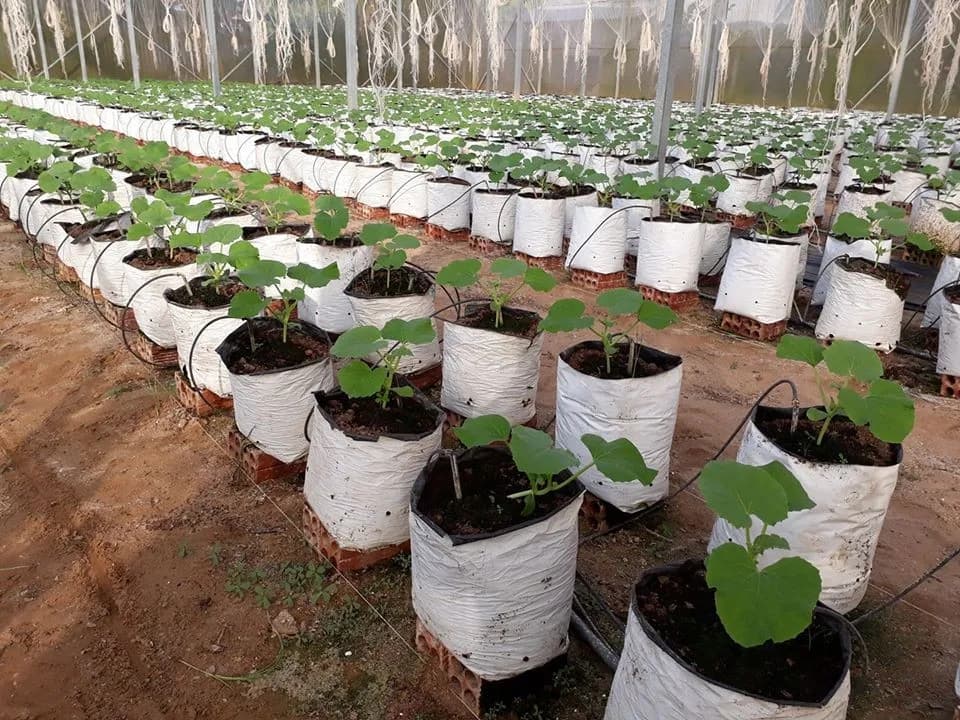 Gocciolatore regolabile per irrigazione di giardini agricoli