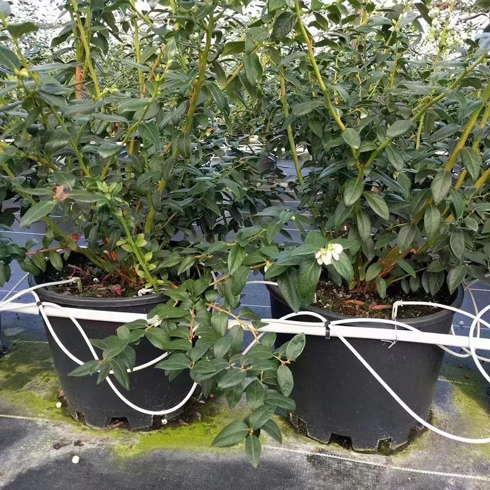طقم تنقيط سهم بلاستيكي ذو 2 اتجاهات و4 اتجاهات مع نقاط سهم 2L 4L 8L وطول أنبوب مخصص لنظام سقي وري الحدائق