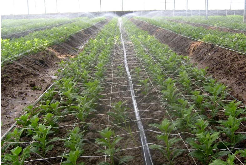 Ruban d’aspersion de pluie PE pour système d’irrigation par pulvérisation