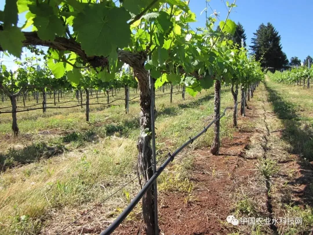 Factory Price Agriculture Drip Irrigation System 16mm Drip Pipe Fruit Tree Planting