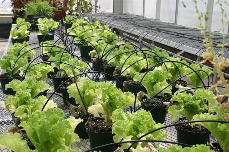Gocciolatore regolabile per irrigazione di giardini agricoli