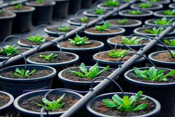 5 Advantages of Drip Irrigation