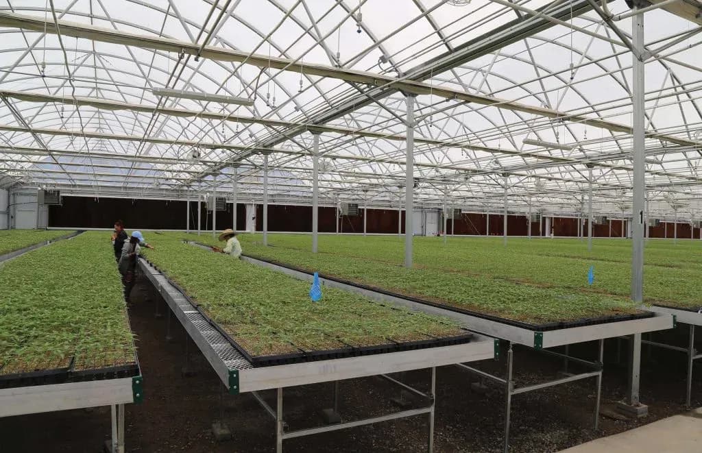 Boost Efficiency in Your Commercial Greenhouse with Commercial Greenhouse Rolling Benches