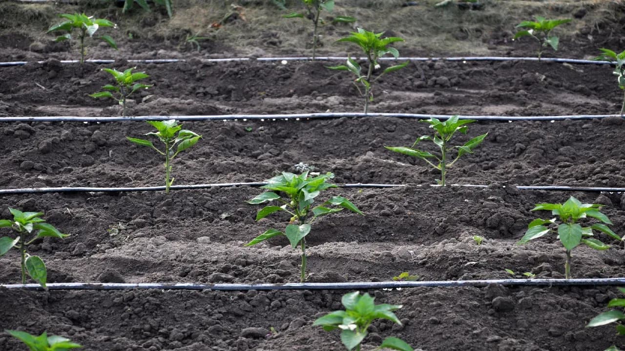 Common Drip Irrigation Mistakes to Avoid
