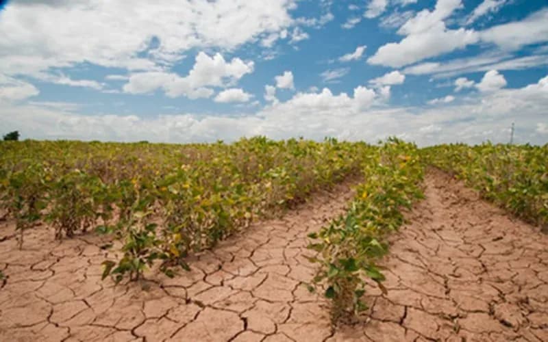 Help Your Plants Survive Drought