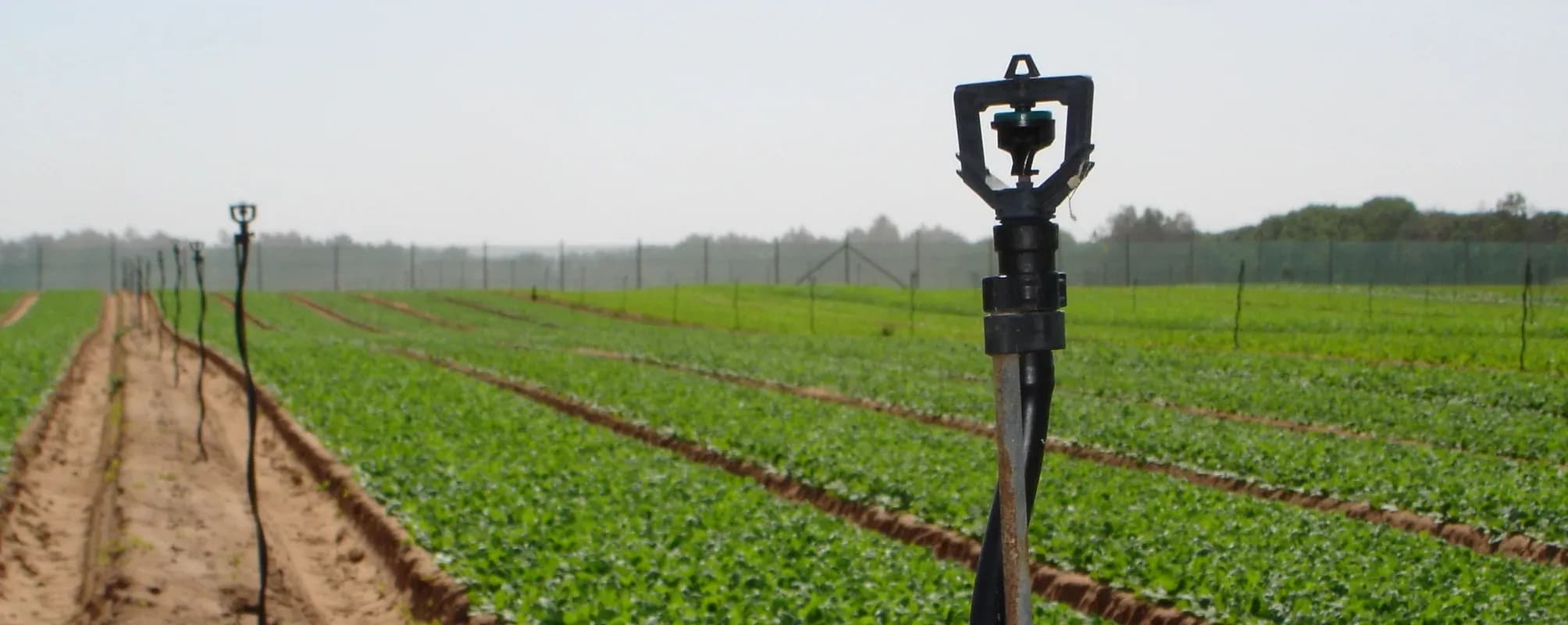 qu'est-ce que l'irrigation par micro-aspersion