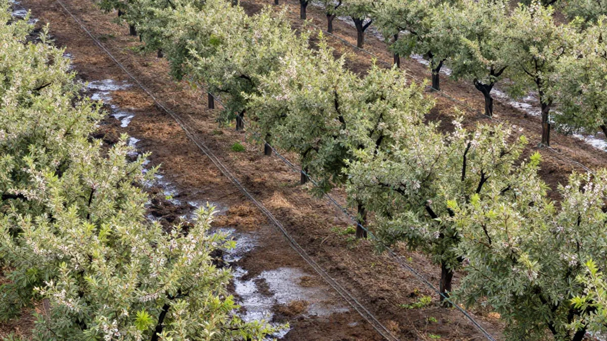 Verger en pente avec lignes goutte-à-goutte et une zone basse détrempée par le drain-out