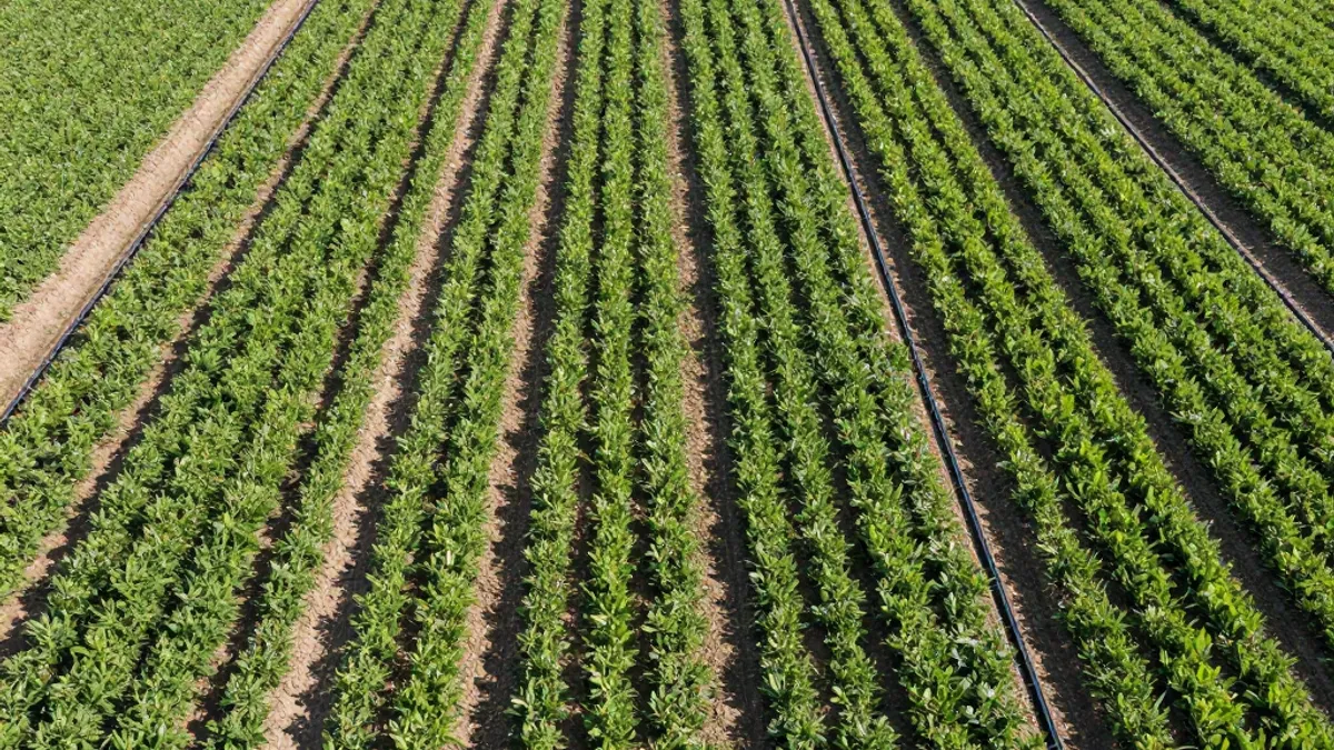Aerial view of a neatly planned drip-irrigated farm with straight crop rows and mainlines