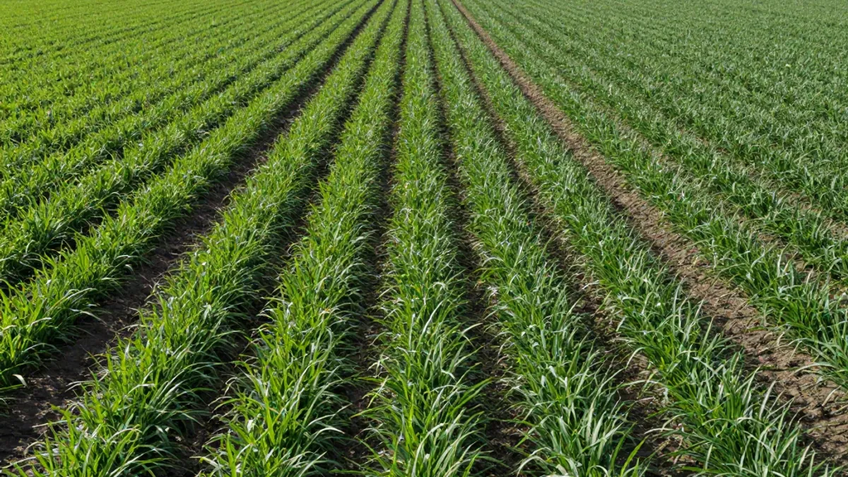 A wide flat field of healthy green row crops irrigated by sub-surface drip irrigation